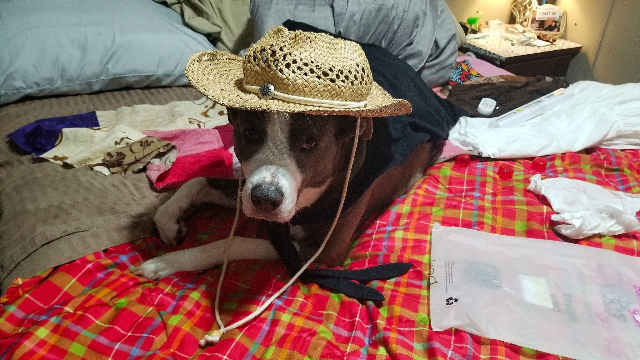 Rucha is registered to the contest to win money with this photo: cap, carnivore, comfort, companion_dog, dog, dog_breed, dog_supply, fashion_accessory, fawn, fedora, fur, hat, linens, pattern, plaid, sporting_group, sun_hat, tartan, textile, working_animal