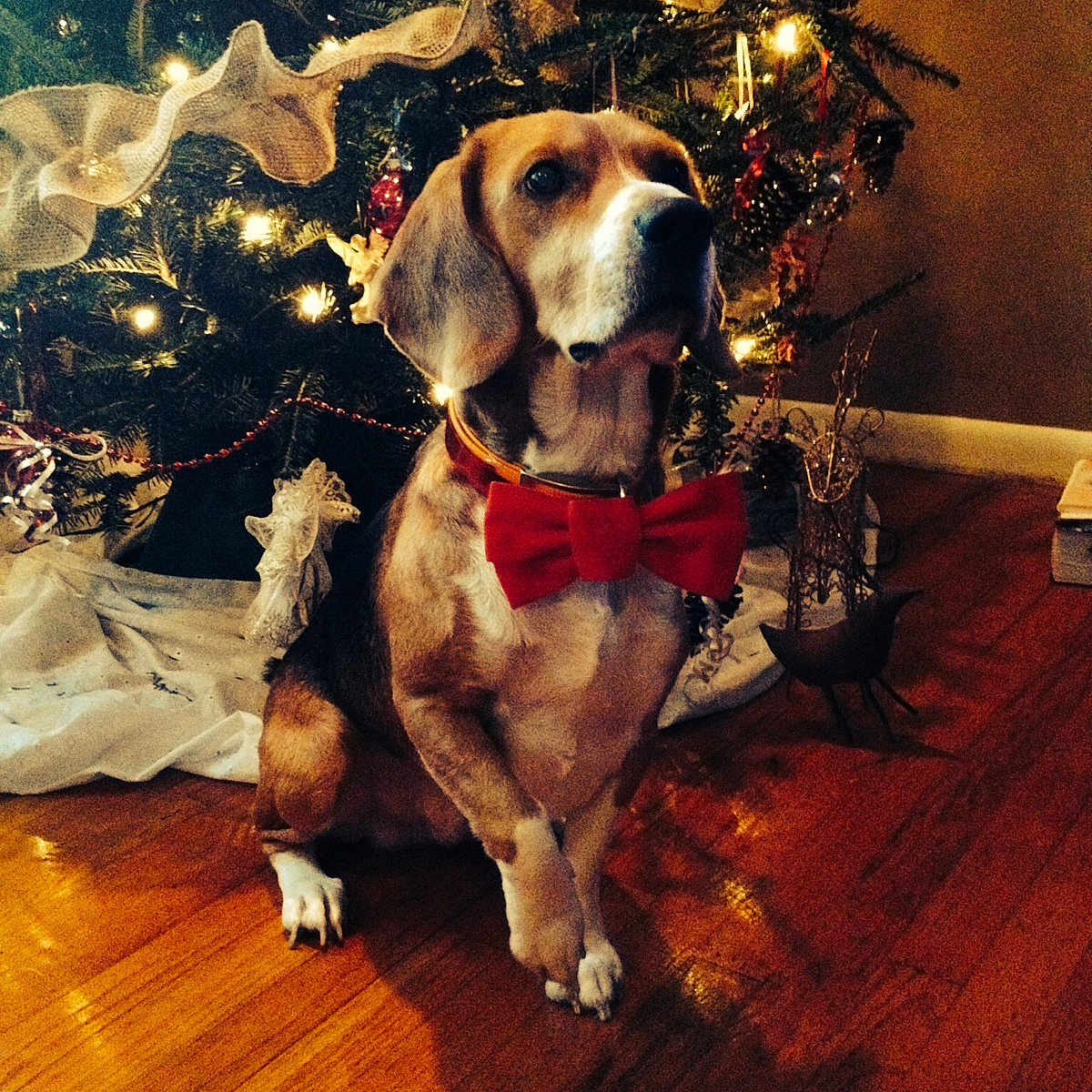 Deuce is registered to the contest to win money with this photo: beagle, carnivoran, christmas, coonhound, dog, dog_breed, dog_like_mammal, flooring, harrier, holiday, hound, snout