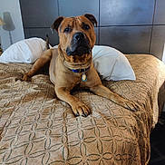 John Wayne joined the competition — help win amazing prizes! dog, bed, brown_dog, collar, indoor, pillow, headboard, lamp, blanket, furniture, resting, pet, canine, looking, front_paws, carpet, room, domestic, animal, sleep_area