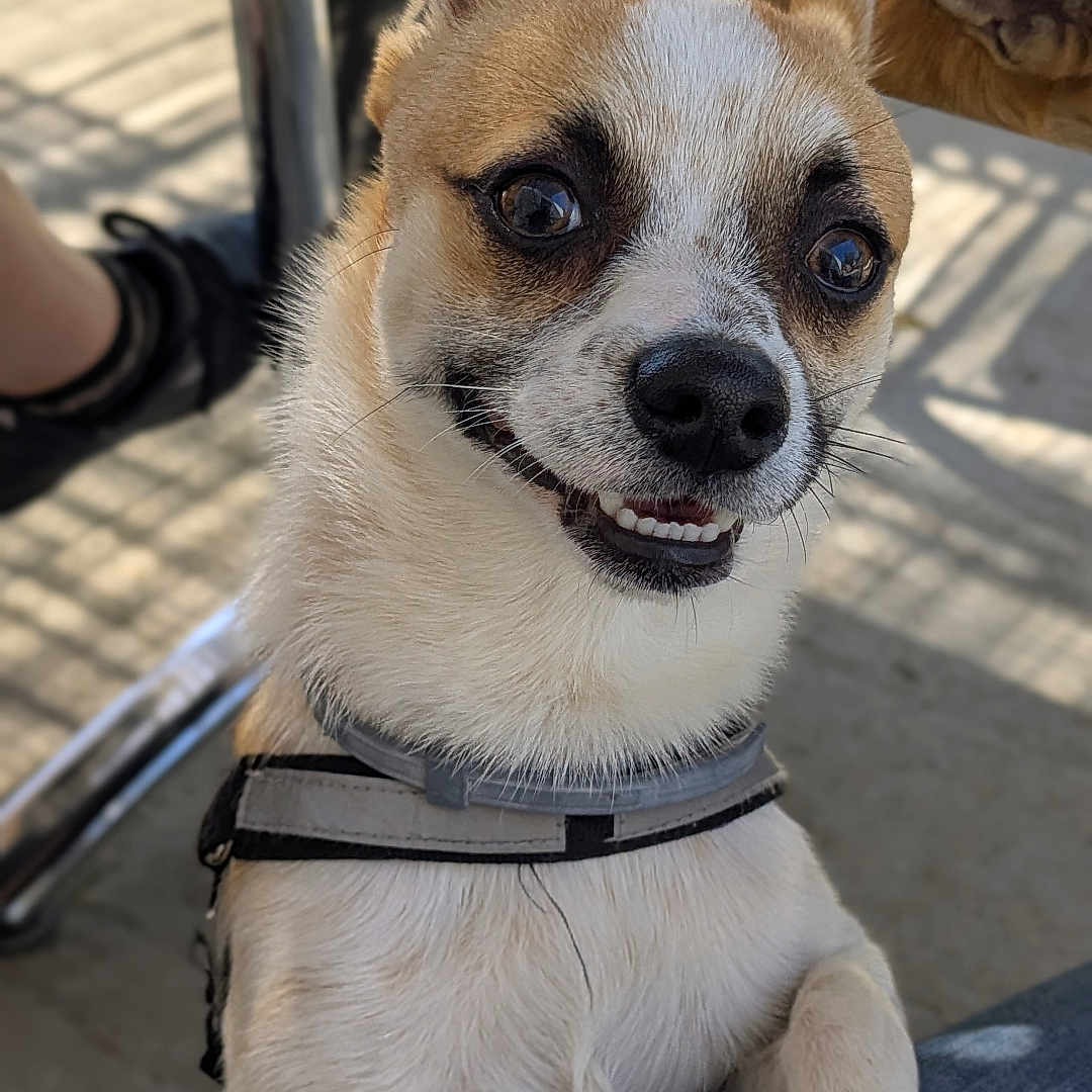 Spike participe au concours pour gagner de l'argent avec cette photo : dog, small_dog, smiling, pet, outdoor, happy, animal, canine, short_hair, collar, table, metal, shadow, person, footwear, jeans, paw, close_up, daylight, cute