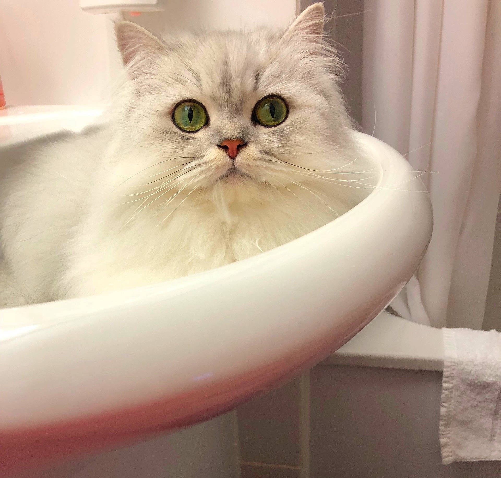 Thomas O'malley is registered to the contest to win money with this photo: asian_semi_longhair, british_semi_longhair, burmilla, carnivoran, cat, cat_like_mammal, domestic_long_haired_cat, domestic_short_haired_cat, himalayan, kitten, napoleon_cat, persian, ragamuffin, ragdoll, small_to_medium_sized_cats, snout, turkish_angora, whiskers