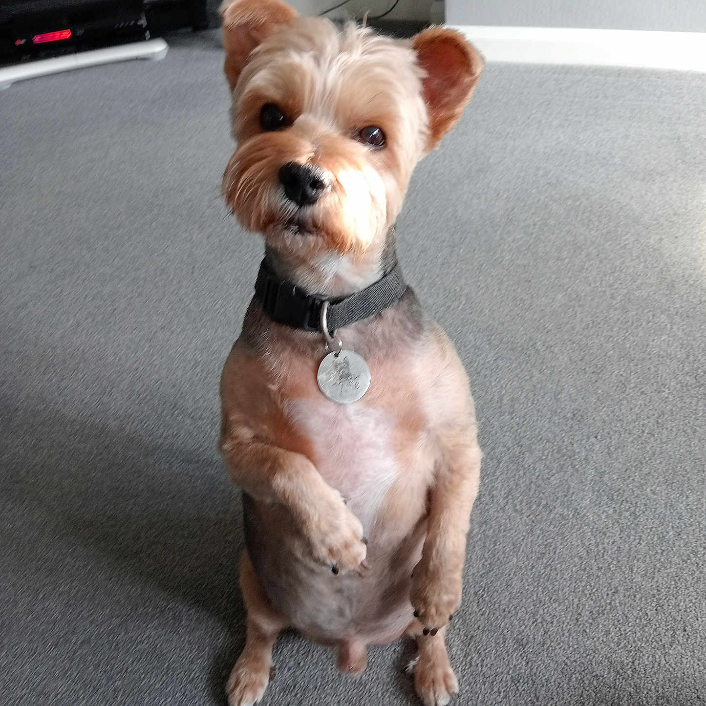 Alfie is registered to the contest to win money with this photo: accessories, animal, belt, canine, cockerspaniel, collar, couch, dog, furniture, hardwood, hound, leash, papillon, pet, poodle, puppy, strap, terrier, whitedog, wood