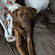 Clover joined the competition — help win amazing prizes! animal, black_dog, blanket, comfort, couch, cozy, cute, dog, domestic, front_paws, fur, hello_kitty, indoor, looking_up, pet, pillow, relaxing, resting, stretching, wooden_floor