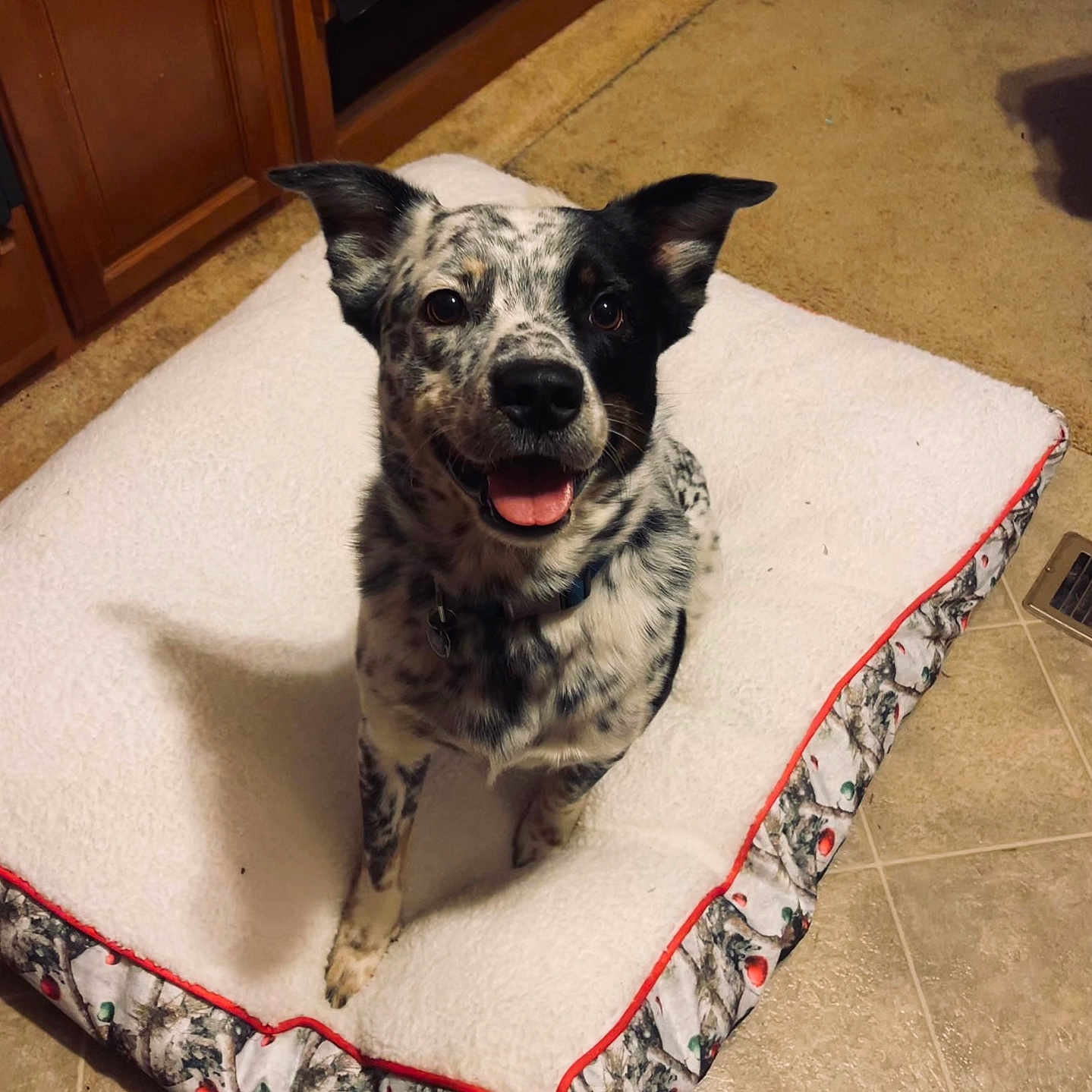 Kohen Roe joined the competition — help win amazing prizes! animal, blanket, canine, cushion, dalmatian, dog, dogbed, furniture, homedecor, hound, husky, indoors, interiordesign, mat, pet, pillow, pointer, puppy, whitedog