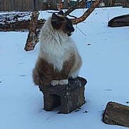 Socks joined the competition — help win amazing prizes! animal, calm, cat, cold, daylight, feline, fluffy, fur, garden, mammal, nature, outdoor, pet, quiet, sitting, snow, stone, tree_branch, winter, yard