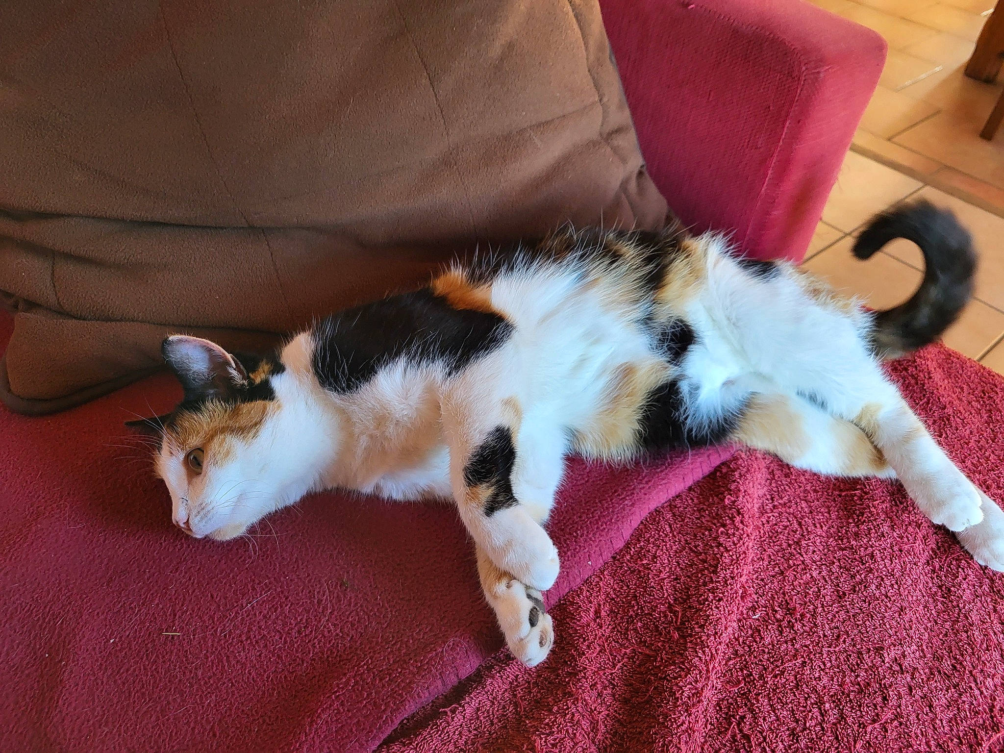 Tequila participe au concours pour gagner de l'argent avec cette photo : carnivore, cat, claw, comfort, companion_dog, couch, dog_breed, domestic_short_haired_cat, felidae, flooring, fur, hardwood, lap, linens, paw, room, small_to_medium_sized_cats, tail, whiskers, wood