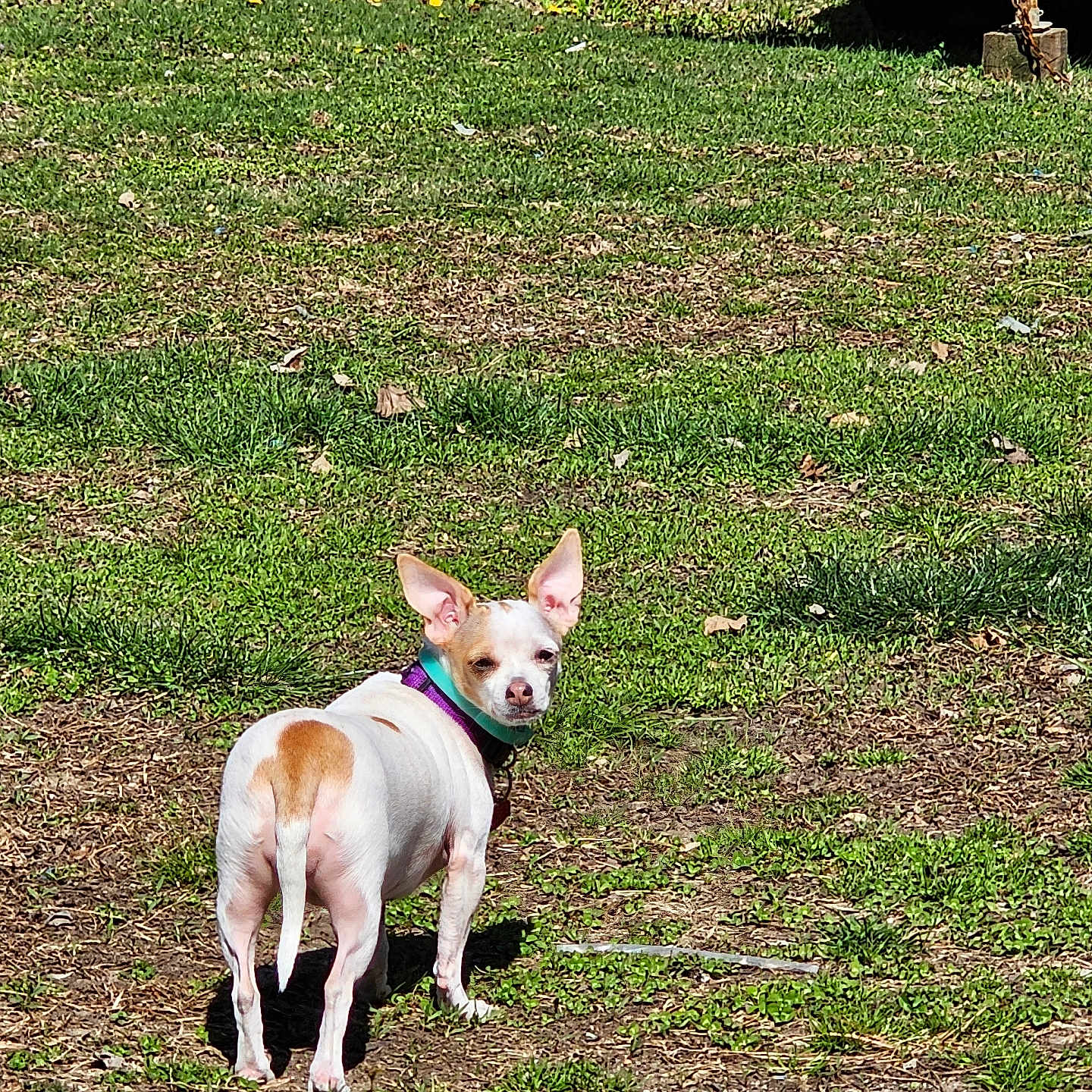 Dora is registered to the contest to win money with this photo: animal, canine, chain_link_fence, collar, daytime, dog, ears, grass, ground, looking_back, nature, outdoor, pet, small_dog, standing, sunny, tan_spots, trailer, white_dog, yard