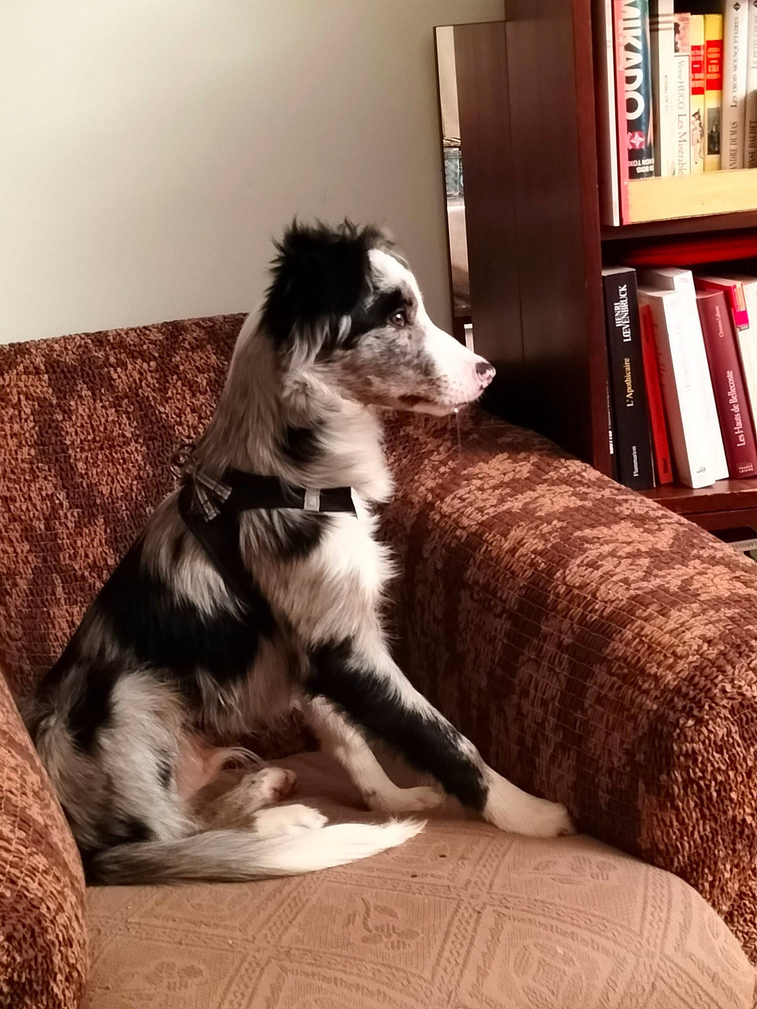 Triskel participe au concours pour gagner de l'argent avec cette photo : book, bookcase, bored, carnivore, cat, comfort, companion_dog, dog_breed, felidae, hardwood, shelf, shelving, small_to_medium_sized_cats, snout, sporting_group, tail, terrestrial_animal, whiskers, wood, working_animal