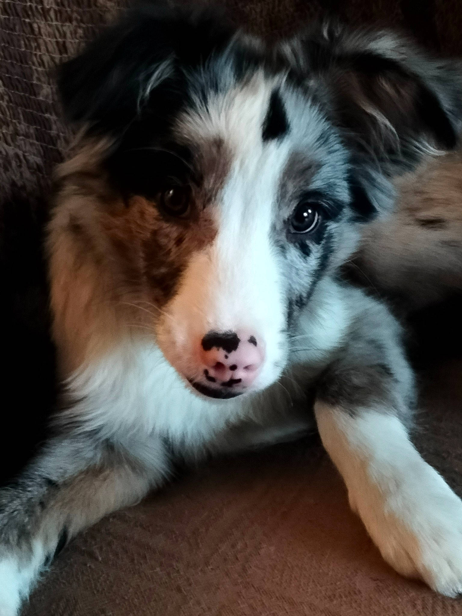 Triskel a rejoint le concours — aidez-le/la à gagner de superbes lots ! australian_collie, australian_shepherd, border_collie, bored, canidae, carnivore, companion_dog, dog, dog_breed, fur, herding_dog, miniature_australian_shepherd, puppy, skyscraper, snout, sporting_group, terrestrial_animal, whiskers, working_animal, working_dog