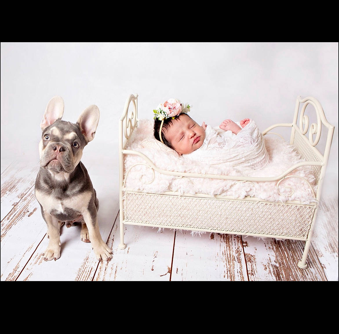 Guccy is registered to the contest to win money with this photo: comfort, event, eyewear, fashion_accessory, felidae, font, grass, happy, headpiece, linens, metal, paper_product, pattern, photo_caption, product, rectangle, sitting, whiskers