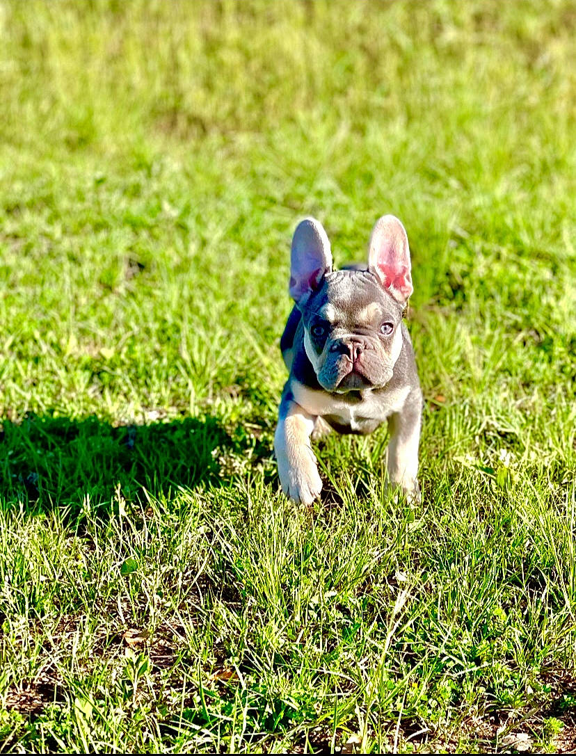 Guccy is registered to the contest to win money with this photo: canidae, carnivore, companion_dog, dog, dog_breed, electric_blue, fawn, grass, grassland, groundcover, happy, lawn, people_in_nature, plant, snout, sporting_group, tail, terrestrial_animal, toy_dog, working_animal