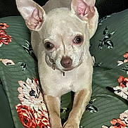 Tinz is registered to the contest to win money with this photo: dog, chihuahua, pet, animal, small_dog, ears, cushion, floral_pattern, green_background, lying_down, looking_at_camera, indoor, cute, domestic_animal, resting, fur, paws, face, alert, companion