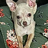 dog, chihuahua, pet, animal, small_dog, ears, cushion, floral_pattern, green_background, lying_down, looking_at_camera, indoor, cute, domestic_animal, resting, fur, paws, face, alert, companion
