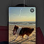 Vegas participe au concours pour gagner de l'argent avec cette photo : dog, shetland_sheepdog, beach, sand, sunset, toy, leash, sea, water, outdoor, animal, pet, walking, sunlight, shadow, sky, nature, canine, playing, recreation