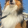 Vegas participe au concours pour gagner de l'argent avec cette photo : dog, shetland_sheepdog, fluffy_fur, beach, sunny_day, outdoor, canine, pet, animal, nature, sky, sand, leash, portrait, furry, cute, companion, alert, bright, daylight