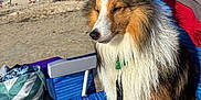 Vegas a rejoint le concours — aidez-le/la à gagner de superbes lots ! dog, beach, chair, sand, umbrella, sunny, outdoor, fluffy, wet, leash, summer, people, footwear, green_sandal, white_sandals, blue_chair, hills, relaxation, pet, nature