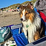 dog, beach, chair, sand, umbrella, sunny, outdoor, fluffy, wet, leash, summer, people, footwear, green_sandal, white_sandals, blue_chair, hills, relaxation, pet, nature