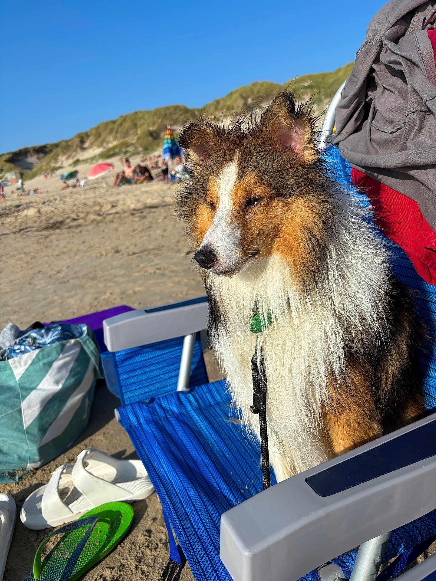 Vegas a rejoint le concours — aidez-le/la à gagner de superbes lots ! dog, beach, chair, sand, umbrella, sunny, outdoor, fluffy, wet, leash, summer, people, footwear, green_sandal, white_sandals, blue_chair, hills, relaxation, pet, nature