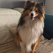 Vegas participe au concours pour gagner de l'argent avec cette photo : dog, shetland_sheepdog, pet, fluffy, smiling, indoor, couch, blanket, fur, happy, animal, canine, face, ears, tail, sitting, home, cozy, portrait, cute