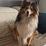 dog, shetland_sheepdog, pet, fluffy, smiling, indoor, couch, blanket, fur, happy, animal, canine, face, ears, tail, sitting, home, cozy, portrait, cute