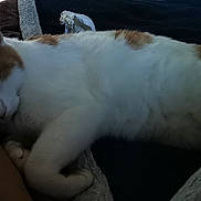 Billy participe au concours pour gagner de l'argent avec cette photo : animal, arm, blanket, cat, close_up, comfort, cozy, cute, domestic, feline, fur, indoor, orange_fur, peaceful, pet, relaxing, resting, sleeping, snuggling, white_fur