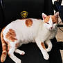 Billy participe au concours pour gagner de l'argent avec cette photo : animal, black_chair, cat, chair_back, cute, domestic_animal, feline, floor, fur, gaming_chair, home, indoor, looking_at_camera, orange_and_white_cat, paw, pet, relaxed, resting, seat, whiskers