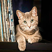 Wilson participe au concours pour gagner de l'argent avec cette photo : books, bookshelf, cat, closeup, cozy, curious, domestic_animal, ears, face, feline, gray_tabby, indoor, paw, pet, quiet, resting, shelf, sitting, vinyl_records, whiskers