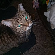Kitty joined the competition — help win amazing prizes! animal, carpet, cat, close_up, clutter, domestic_animal, ear, eye_reflection, feline, floor, fur, green_eyes, household, indoor, looking_up, mammal, pet, tabby, tabby_cat, whiskers