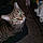 Kitty
