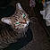 Kitty