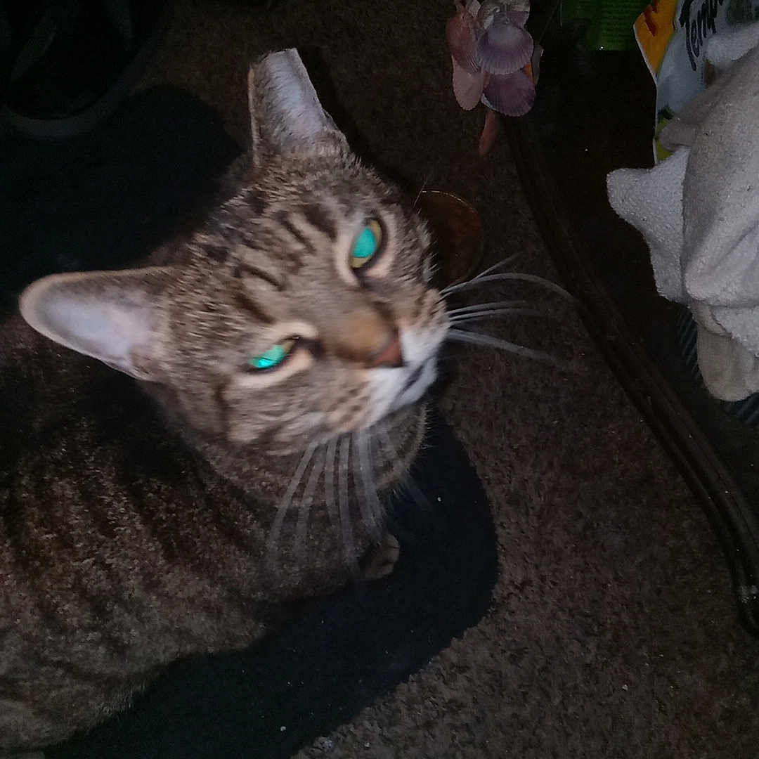 Kitty