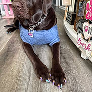 Roxi is registered to the contest to win money with this photo: dog, labrador, brown_dog, painted_nails, clothing, blue_shirt, floor, wooden_floor, indoor, pet_accessories, collar, chain_collar, decor, signs, pink_cat_tree, paws, nails, animal, pet, relaxed