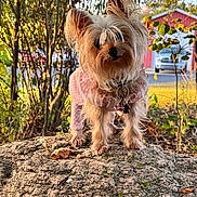 Keylyn is registered to the contest to win money with this photo: animal, autumn_leaves, bushes, collar, cute, daylight, dog, fence, grass, nature, outdoor, pajamas, pet, residential_area, rock, small_dog, sunlight, tag, trees, yorkshire_terrier