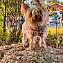 animal, autumn_leaves, bushes, collar, cute, daylight, dog, fence, grass, nature, outdoor, pajamas, pet, residential_area, rock, small_dog, sunlight, tag, trees, yorkshire_terrier