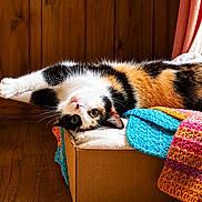 Magnolia joined the competition — help win amazing prizes! calico_cat, cardboard_box, cat, colorful_blanket, cozy, cute, daylight, feline, floor, fur, green_eyes, houseplant, indoor, knitted_blanket, pet, resting, stretching, whiskers, window, wooden_wall