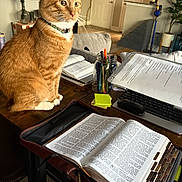 Simba is registered to the contest to win money with this photo: book, cat, collar, couch, domestic_cat, furniture, home_interior, indoor, jar, keyboard, laptop, open_book, orange_tabby, pen, plant, relaxed, study_area, table, wooden_table, writing_tools