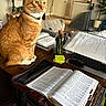 book, cat, collar, couch, domestic_cat, furniture, home_interior, indoor, jar, keyboard, laptop, open_book, orange_tabby, pen, plant, relaxed, study_area, table, wooden_table, writing_tools