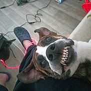 Fadah a rejoint le concours — aidez-le/la à gagner de superbes lots ! animal, black_shoes, brown_dog, cable, canine, casual, closeup, crocs, dog, floor, footwear, happy, indoor, person, pet, playful, resting, smiling, teeth, white_fur