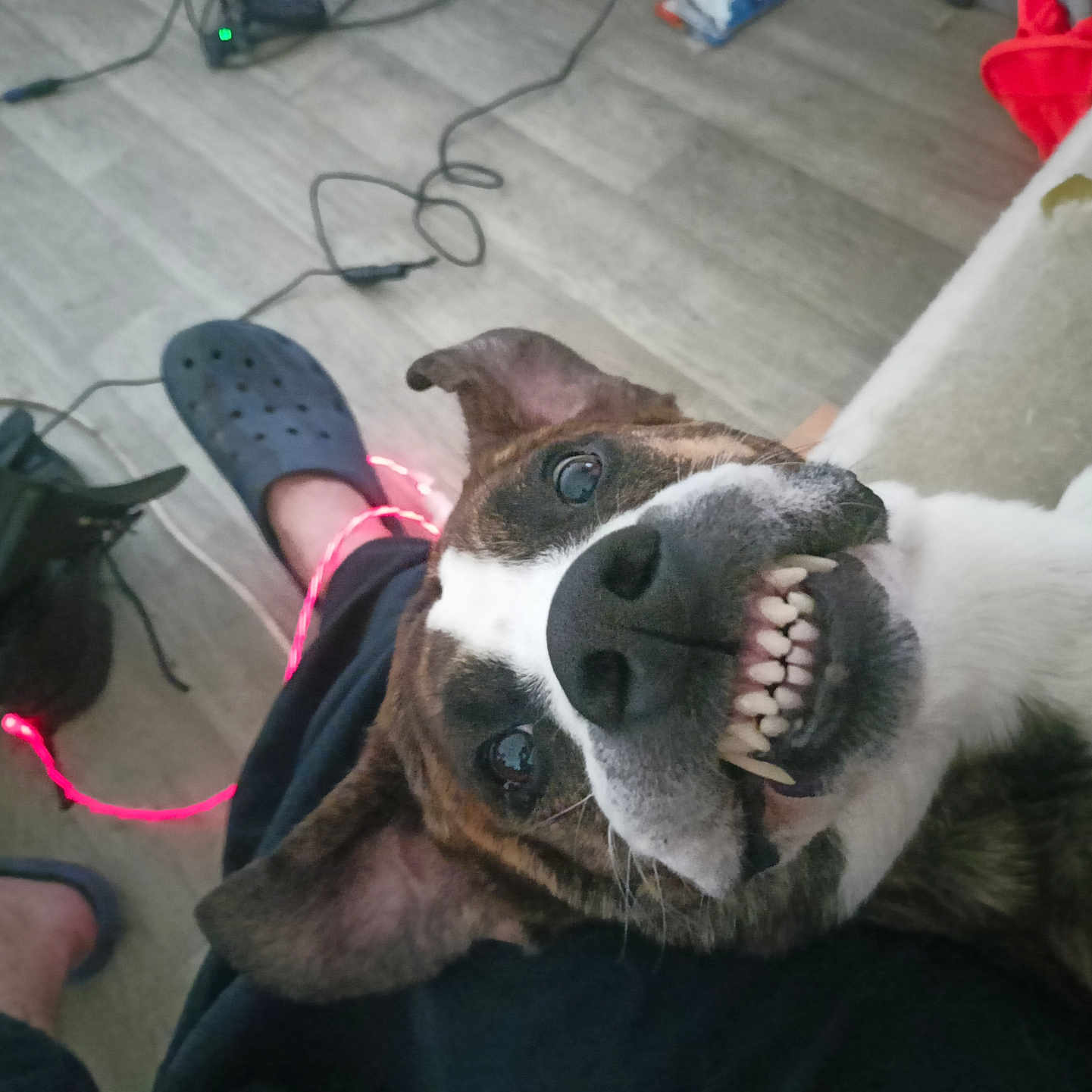 Fadah a rejoint le concours — aidez-le/la à gagner de superbes lots ! animal, black_shoes, brown_dog, cable, canine, casual, closeup, crocs, dog, floor, footwear, happy, indoor, person, pet, playful, resting, smiling, teeth, white_fur