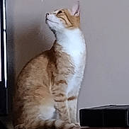 Hamlet joined the competition — help win amazing prizes! animal, calm, cat, close_up, curious, domestic_cat, ears, furniture, ginger_cat, household, indoor, looking_up, pet, profile_view, side_view, sitting, soft_fur, tail, whiskers, white_fur