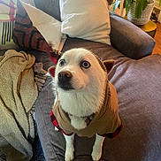 Kida is registered to the contest to win money with this photo: dog, hoodie, pet, indoor, couch, pillow, blanket, white_fur, blue_eyes, looking_up, cozy, living_room, plant, carpet, furniture, home, cute, animal, domestic_animal, apparel