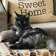 Misha joined the competition — help win amazing prizes! cat, black_cat, feline, pet, animal, indoor, armchair, cushion, home_decor, pattern, ottoman, furniture, relaxing, resting, domestic, cozy, living_room, text, comfort, cute