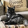 cat, black_cat, feline, pet, animal, indoor, armchair, cushion, home_decor, pattern, ottoman, furniture, relaxing, resting, domestic, cozy, living_room, text, comfort, cute