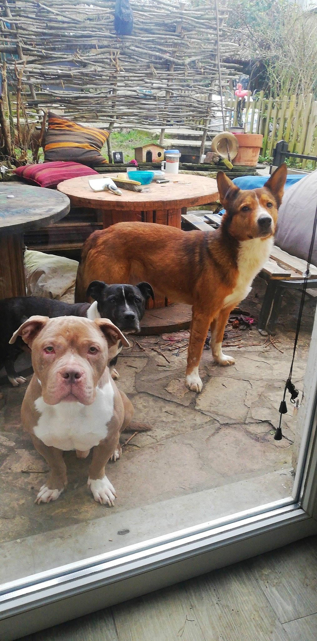 Noxe participe au concours pour gagner de l'argent avec cette photo : american_bulldog, american_pit_bull_terrier, american_staffordshire_terrier, ancient_dog_breeds, australian_bulldog, canidae, carnivore, companion_dog, dog, dog_breed, fawn, mammal, non_sporting_group, olde_english_bulldogge, pit_bull, rare_breed_dog, vertebrate