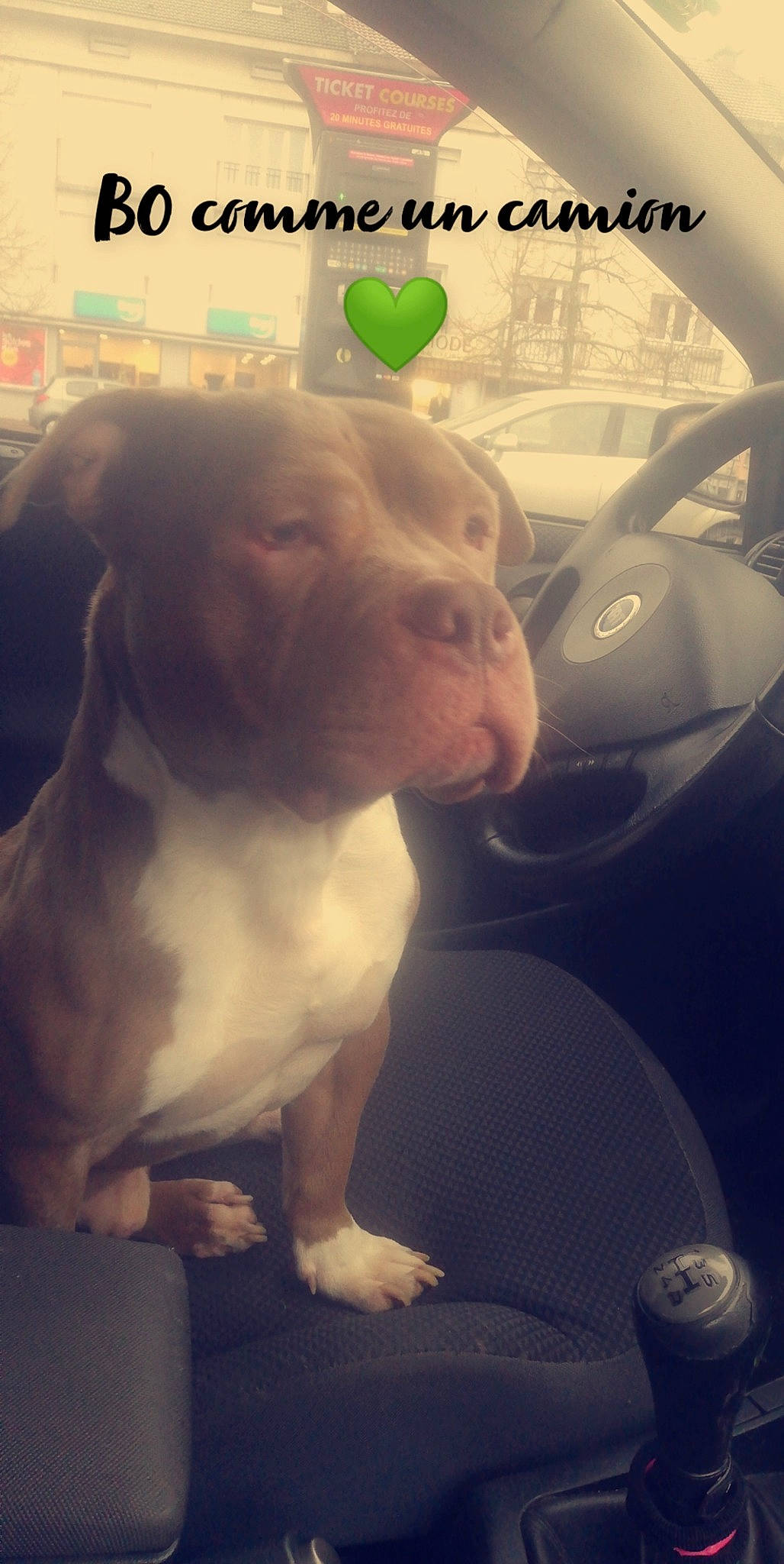 Noxe a rejoint le concours — aidez-le/la à gagner de superbes lots ! american_bulldog, american_pit_bull_terrier, american_staffordshire_terrier, bull_terrier, canidae, carnivore, companion_dog, dog, dog_breed, fawn, non_sporting_group, nose, photo_caption, photography, pit_bull, puppy, puppy_love, selfie, snout, staffordshire_bull_terrier