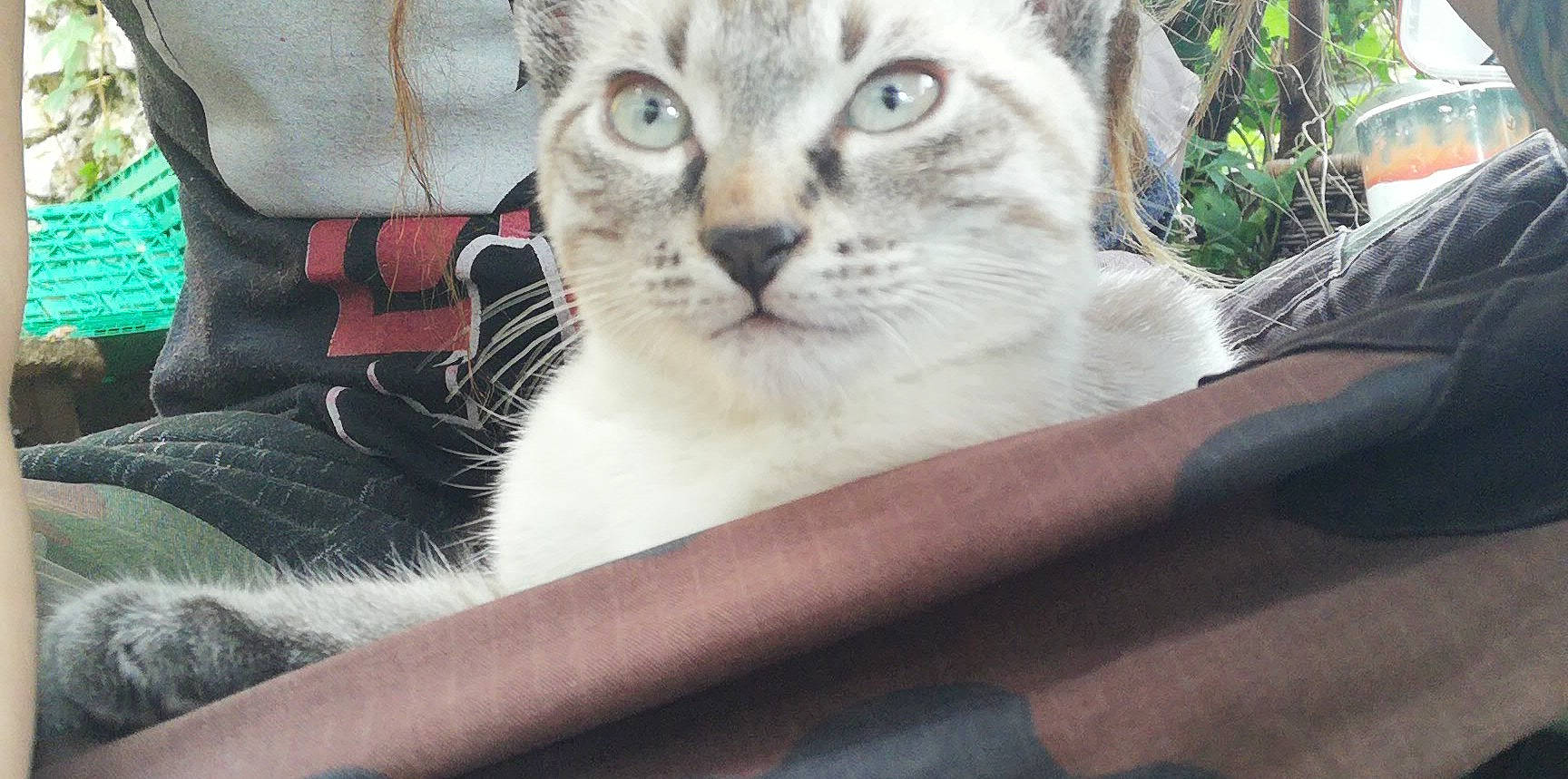 Sheitan participe au concours pour gagner de l'argent avec cette photo : aegean_cat, asian, burmilla, carnivore, cat, domestic_short_haired_cat, european_shorthair, eye, fawn, felidae, kitten, mammal, singapura, small_to_medium_sized_cats, snout, tabby_cat, whiskers, wildlife