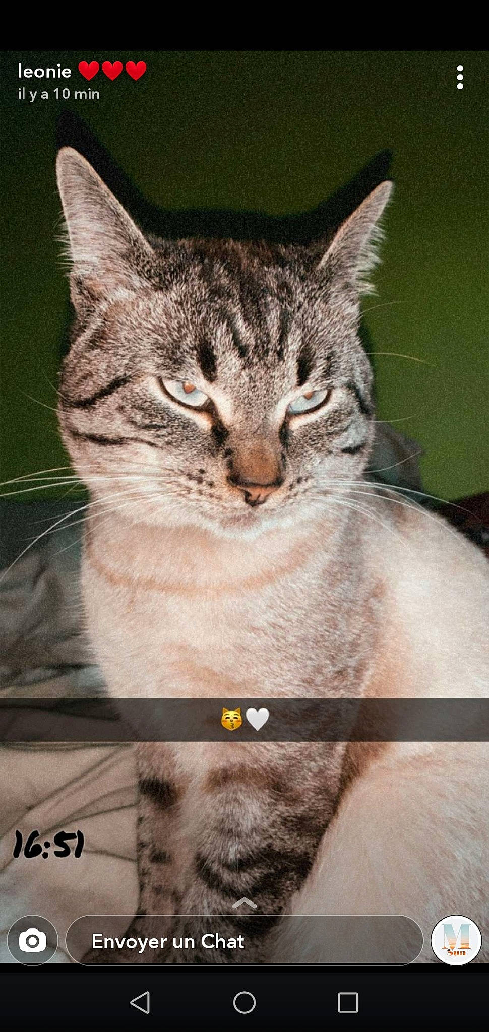 Sheitan a rejoint le concours — aidez-le/la à gagner de superbes lots ! american_shorthair, asian, california_spangled, carnivore, cat, domestic_short_haired_cat, european_shorthair, felidae, mammal, photo_caption, small_to_medium_sized_cats, snout, tabby_cat, whiskers