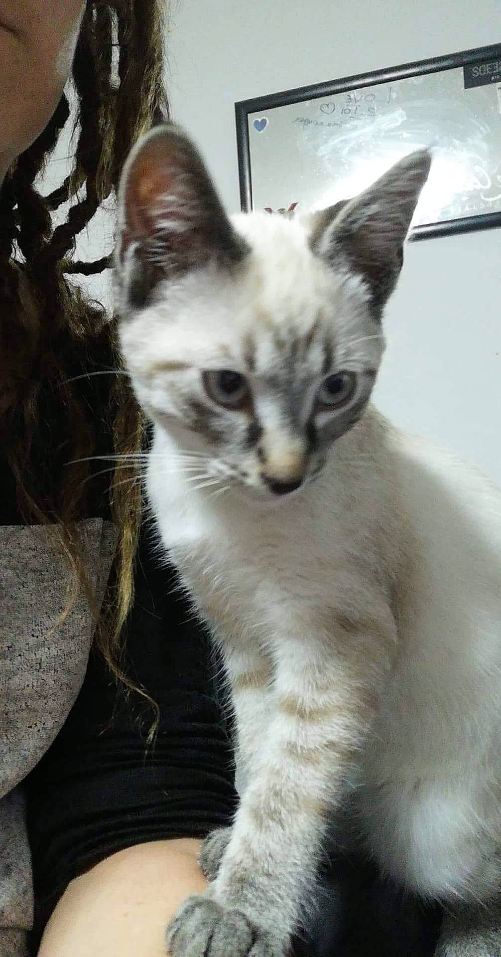 Sheitan participe au concours pour gagner de l'argent avec cette photo : american_wirehair, asian, balinese, carnivore, cat, colorpoint_shorthair, domestic_short_haired_cat, felidae, german_rex, javanese, kitten, mammal, ojos_azules, oriental_longhair, small_to_medium_sized_cats, thai, tonkinese, vertebrate, whiskers