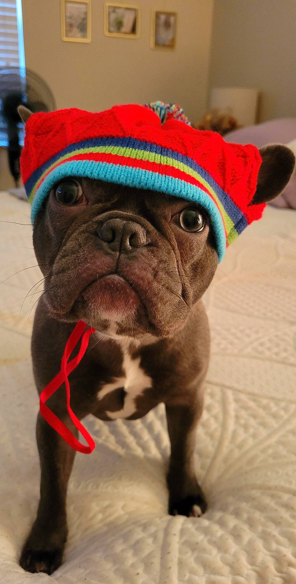 Charlee Brown is registered to the contest to win money with this photo: carnivore, collar, companion_dog, dog, dog_breed, dog_clothes, dog_collar, dog_supply, ear, fawn, glasses, leash, liver, mammal, snout, sporting_group, terrestrial_animal, whiskers, working_animal, wrinkle