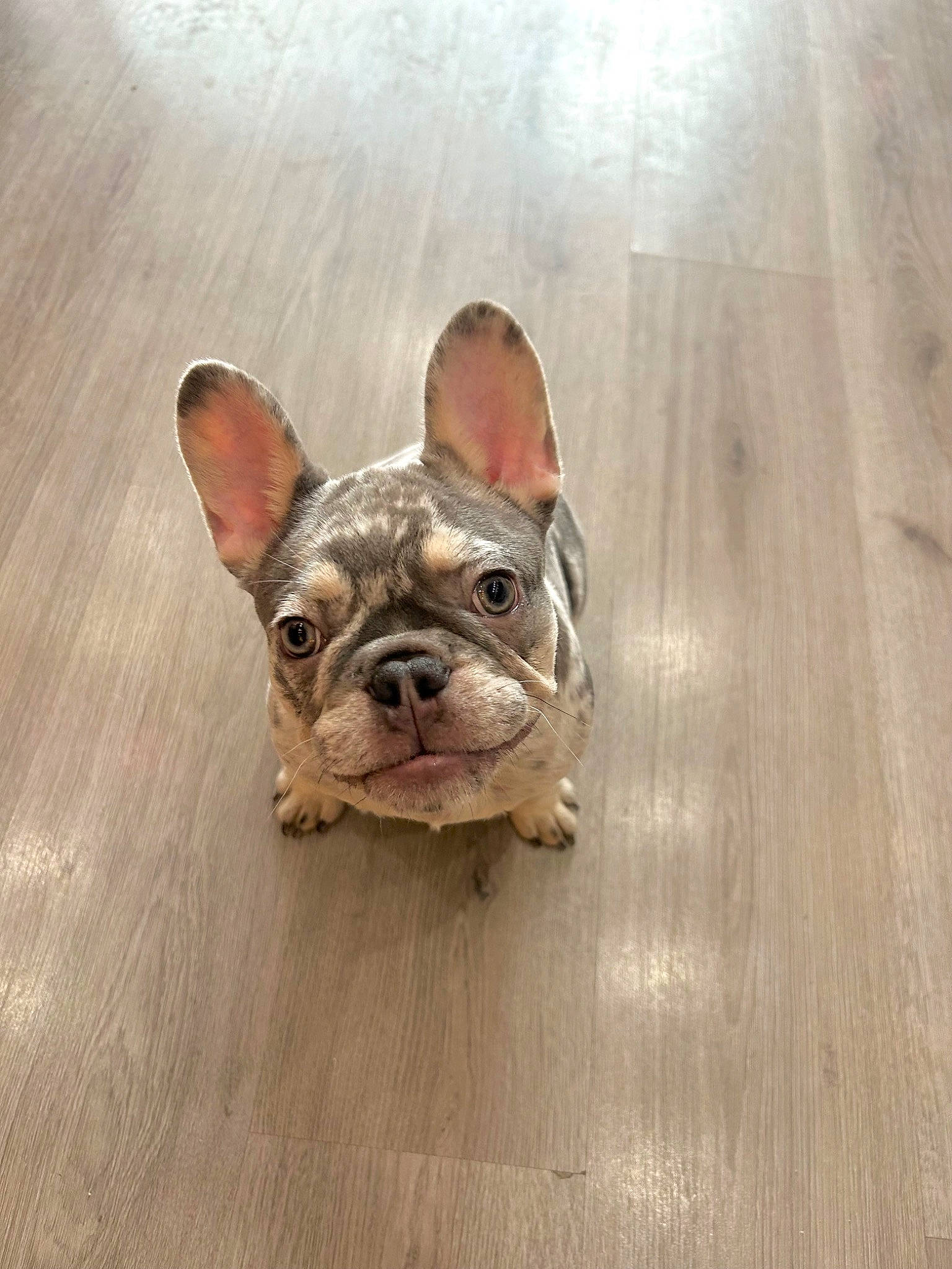 Compton joined the competition — help win amazing prizes! bulldog, carnivore, companion_dog, dog, dog_breed, dog_collar, ear, fawn, felidae, flooring, french_bulldog, hardwood, liver, snout, sporting_group, toy_dog, whiskers, wood, working_animal, wrinkle